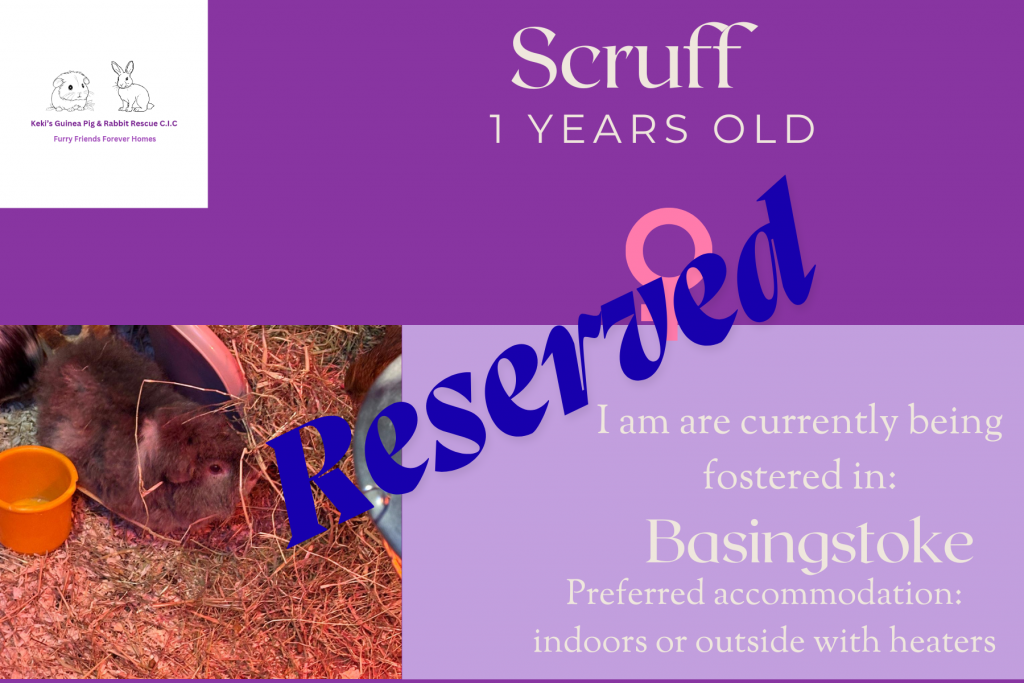 Scruff 1yo piggie is reserved