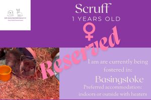 Scruff 1yo piggie is reserved