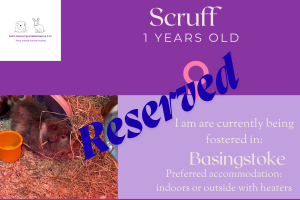 Scruff 1yo piggie is reserved