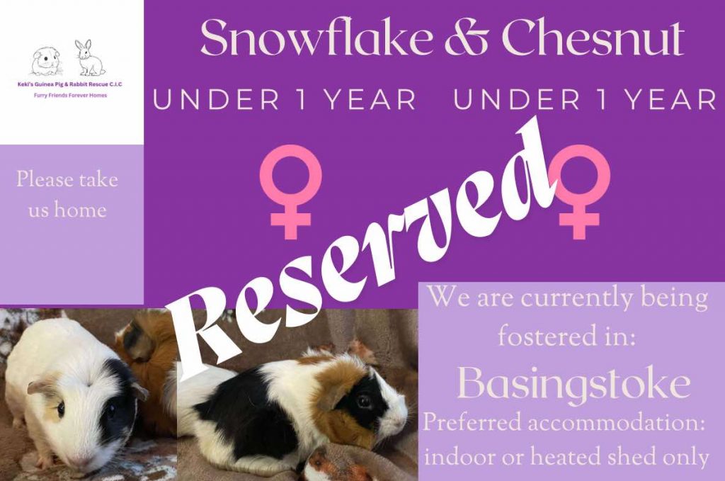 Snowflake and Chesnut, under 1yo piggies have been reserved