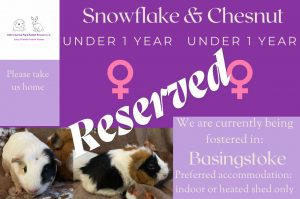 Snowflake and Chesnut, under 1yo piggies have been reserved