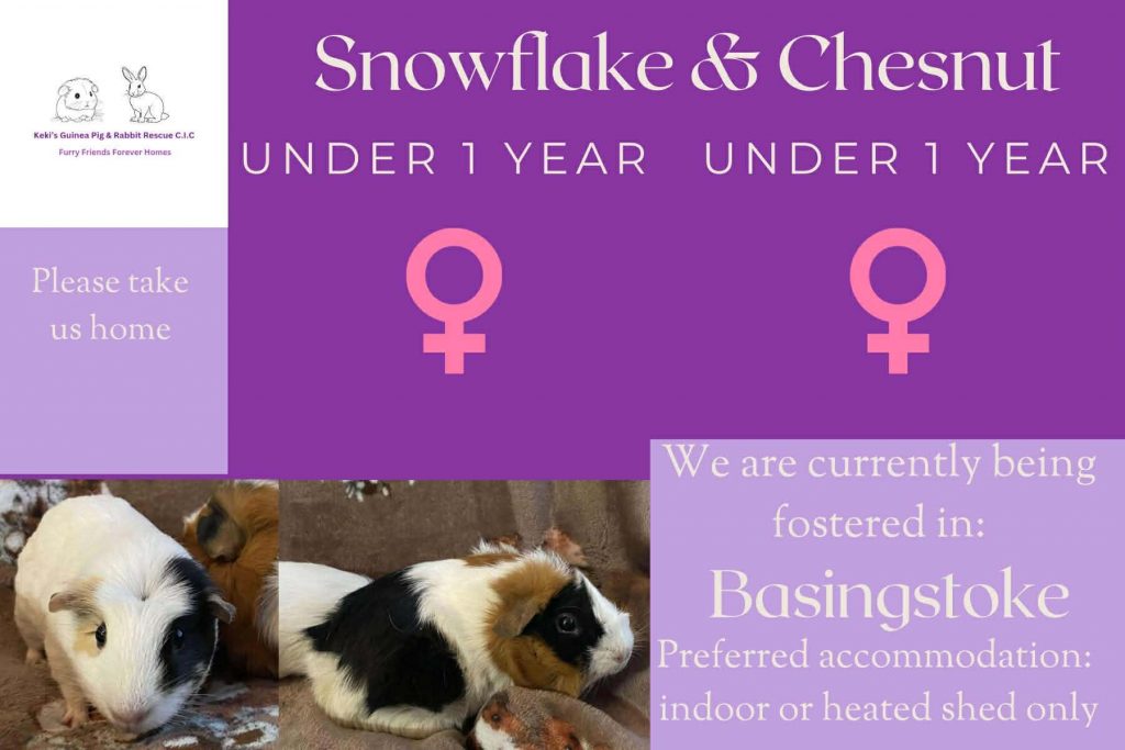Snowflake and Chesnut, under 1yo piggies looking for their forever home