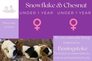 Snowflake and Chesnut, under 1yo piggies looking for their forever home