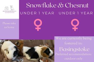 Snowflake and Chesnut, under 1yo piggies are looking for their forever home