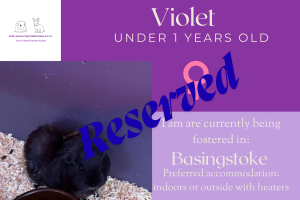 Violet, under 1yo piggie has been reserved