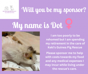 Will you sponsor Dot the guinea pig?