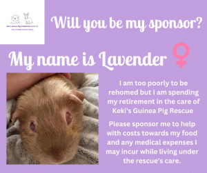 Will you sponsor Lavender the guinea pig?