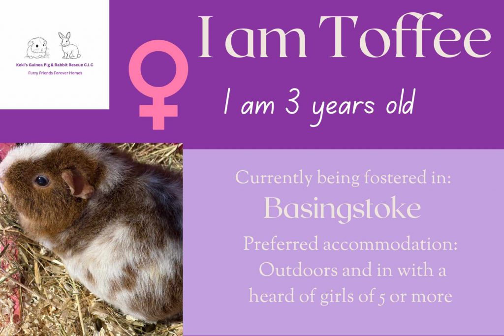 Toffee, 3yo piggie is looking for her forever home