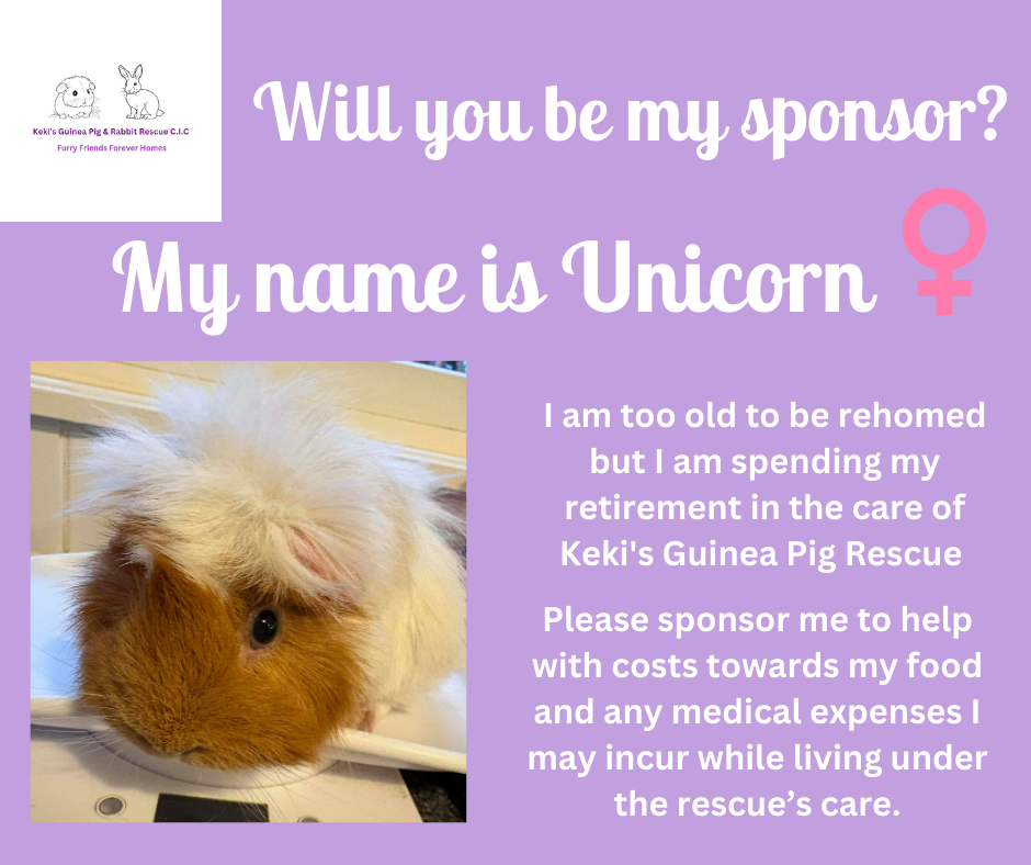 Will you sponsor Unicorn the guinea pig?
