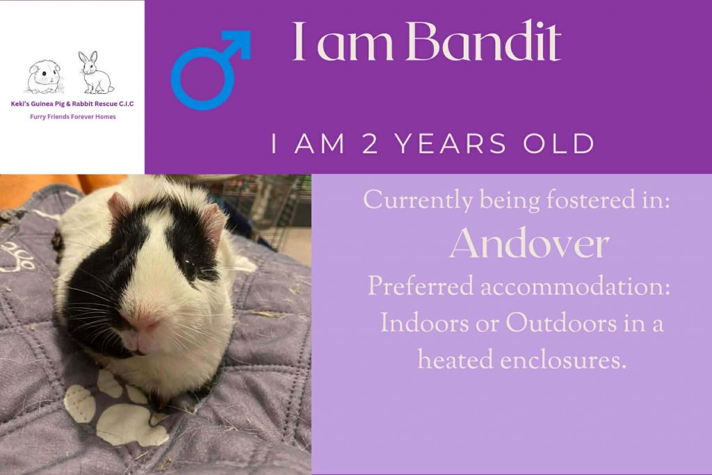 I am Bandit, 2yo piggie looking for my forever home