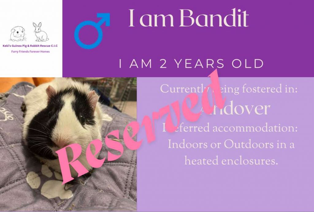 Bandit, 2yo male piggie is reserved