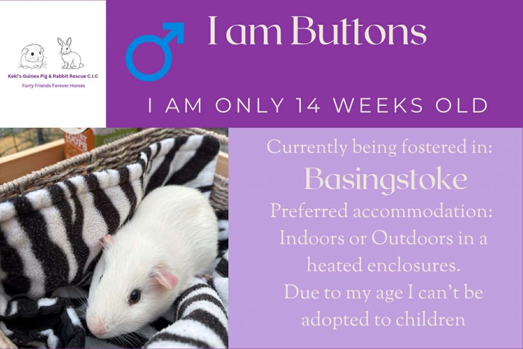 I am buttons, 14week old piggie looking for my forever home