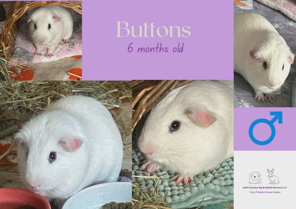 Buttons, 6mo piggie is looking for his forever home