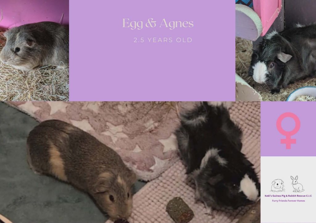 Egg and Agnes, 2.5yo piggies are Pickle, 1yo piggie is looking for their forever home