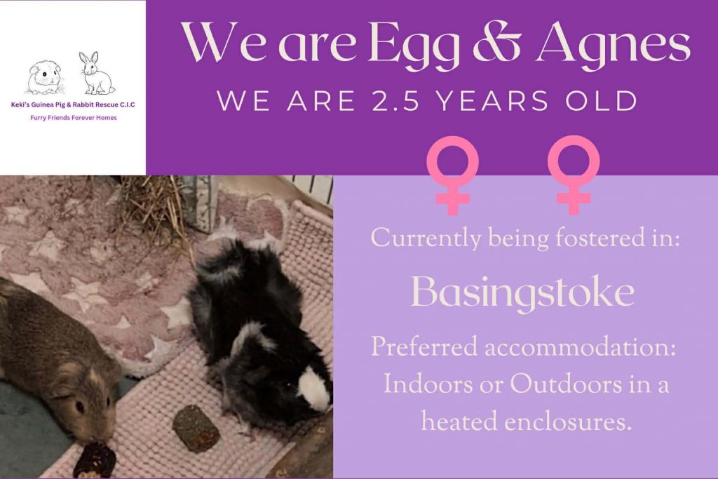 Egg and Agnes, 2.5yo piggies looking for their forever home