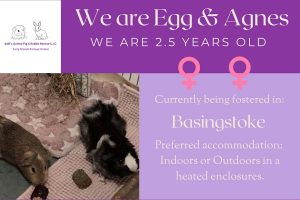 Egg and Agnes, 2.5yo piggies looking for their forever home