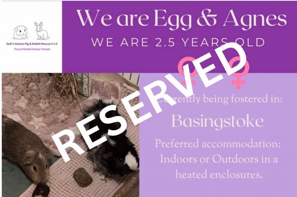 Egg and Agnes, 2.5yo piggies have been reserved