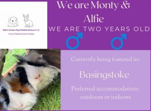 Montly and Alfie, 2yo piggies are looking for their forever home