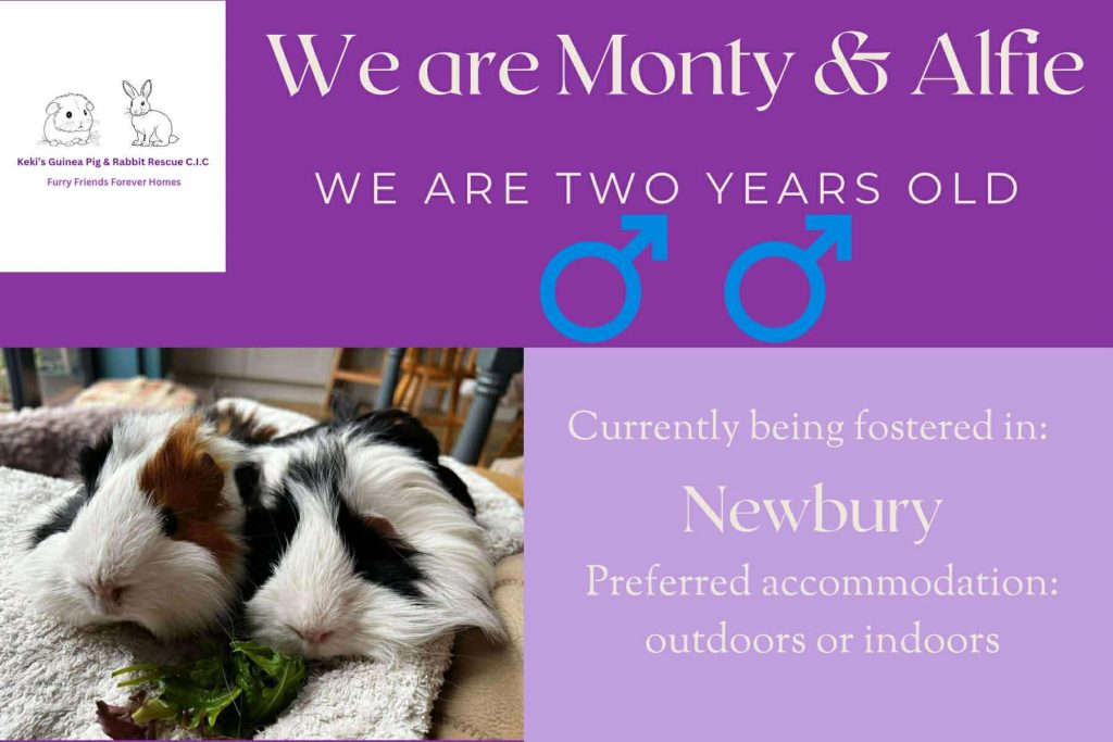 Monty and Alfie, 2yo piggies looking for their forever home
