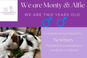 Monty and Alfie, 2yo piggies looking for their forever home