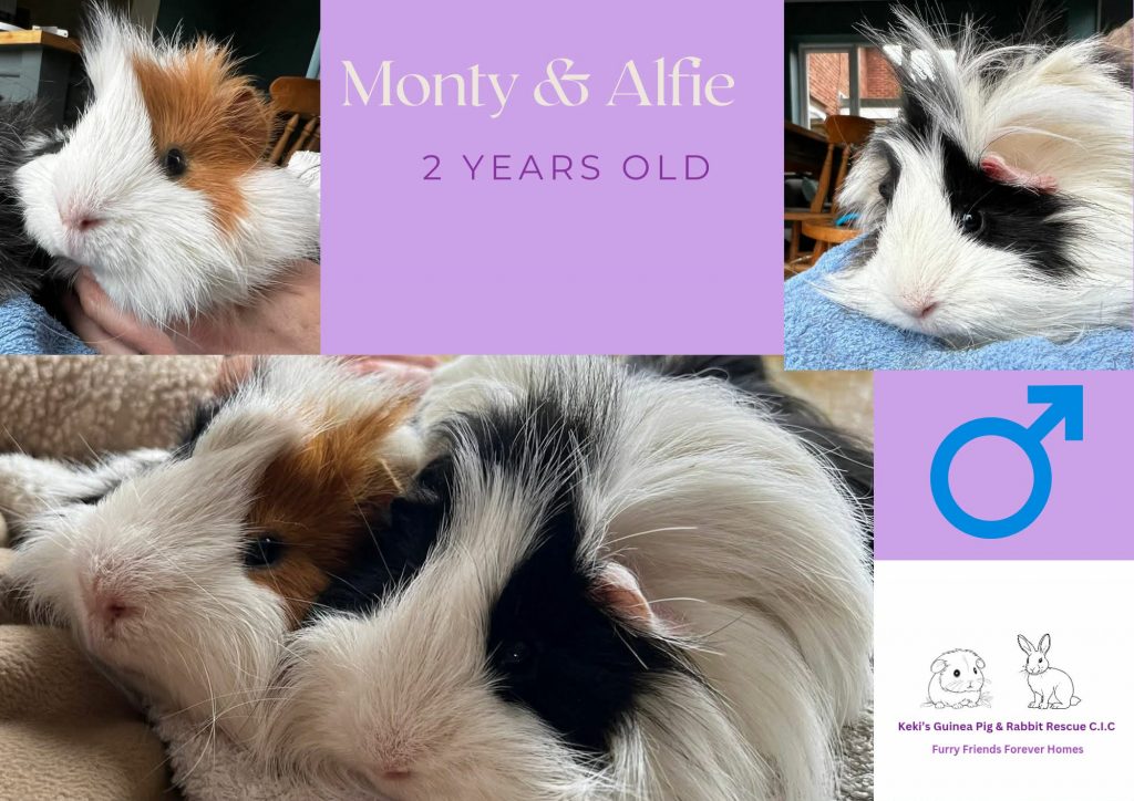 Monty and Alfie, 2yo piggies are looking for their forever home