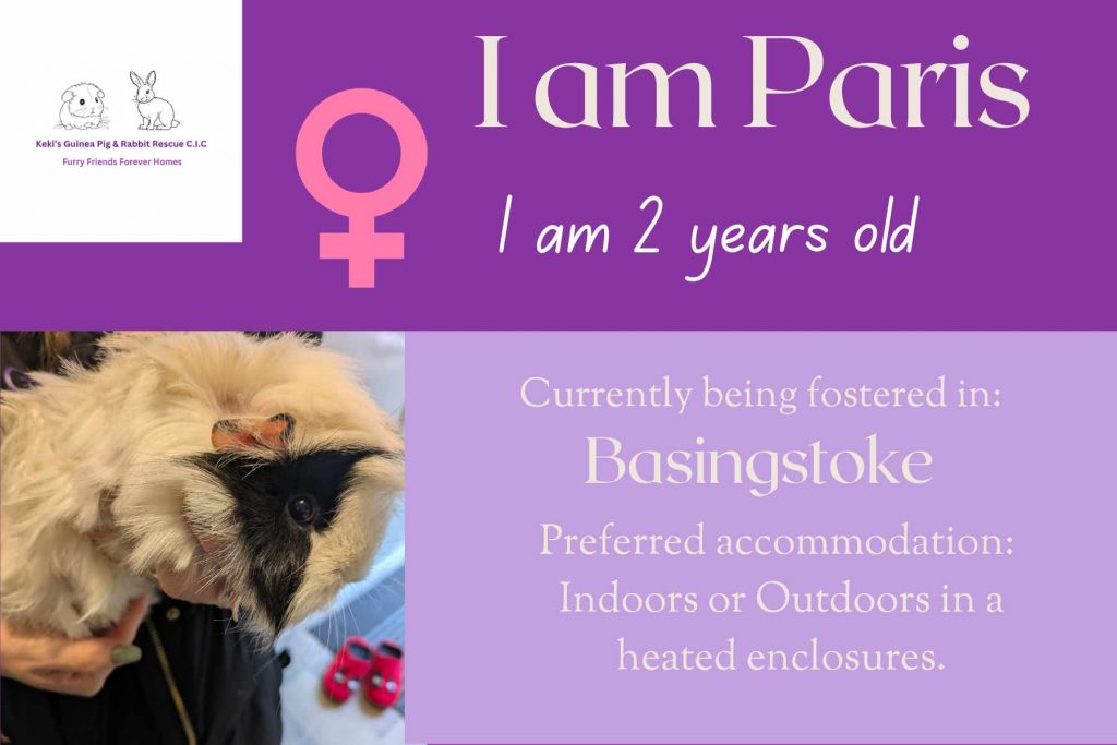 Paris, 2yo piggie is looking for a forever home