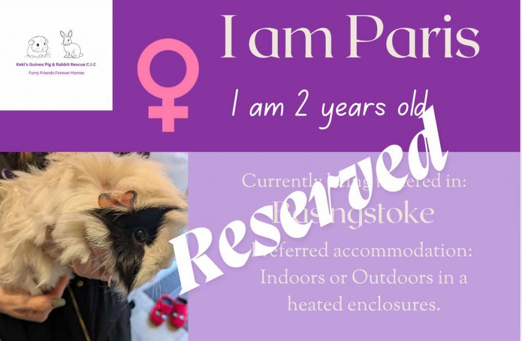 Paris, 2yo piggie has been reserved