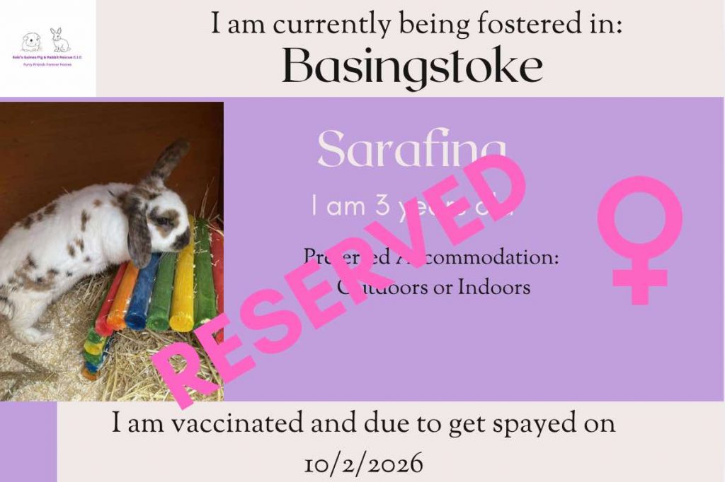 Sarafina, 3yo bunny has been reserved