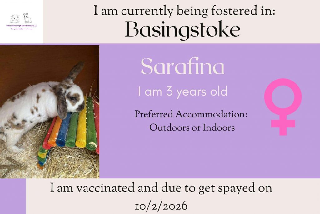 Sarafina, 3yo bunny looking for her forever home