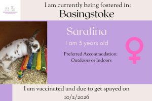 Sarafina, 3yo bunny looking for her forever home