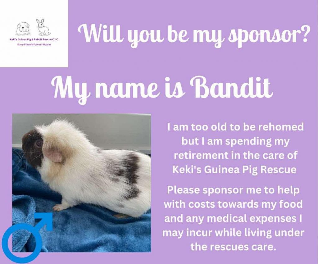 Sponsor Bandit, 6yo piggie to live out his life in sanctuary