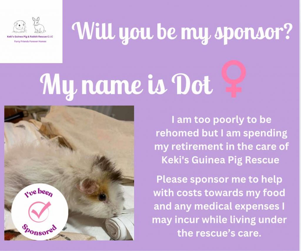 Sponsor Dot - I already have a sponsor but can always use some additional support