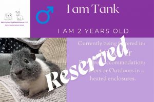 Tank, 2yo piggie has been reserved