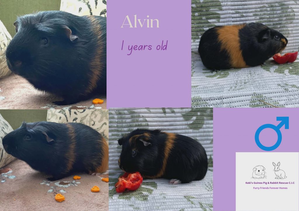 Alvin, 1yo piggie is Pickle, 1yo piggie is looking for his forever home