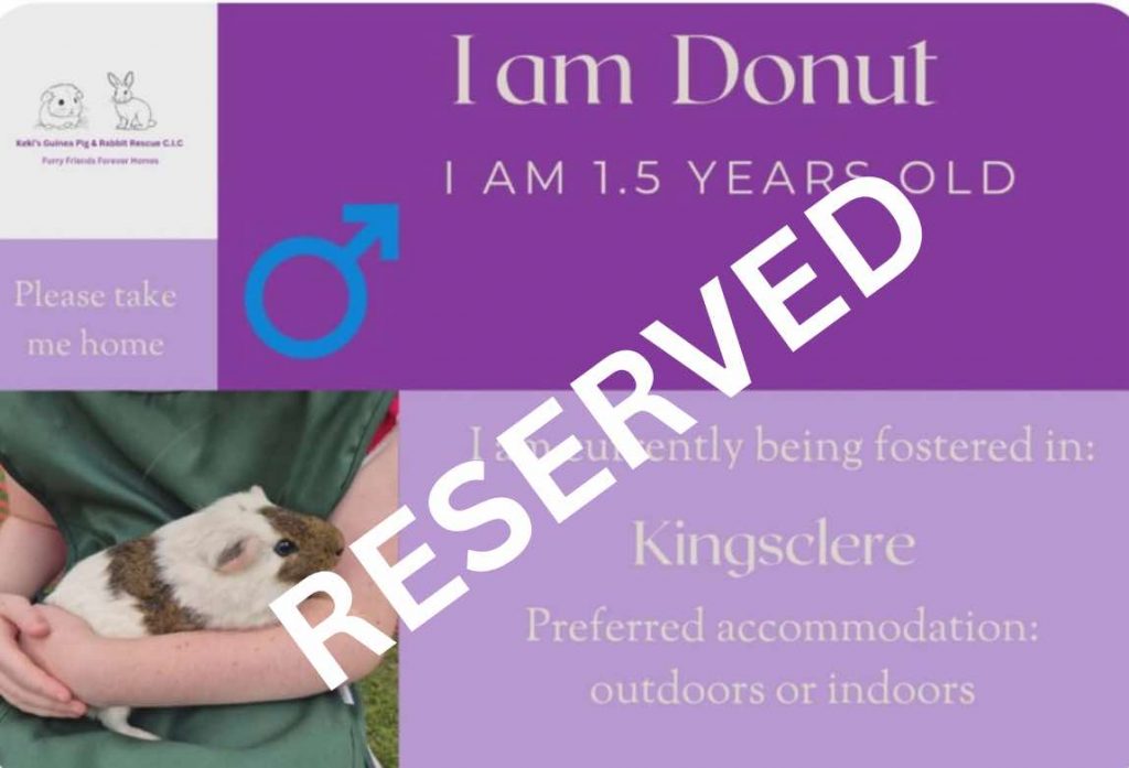 Donut, 1.5yo piggie has been reserved