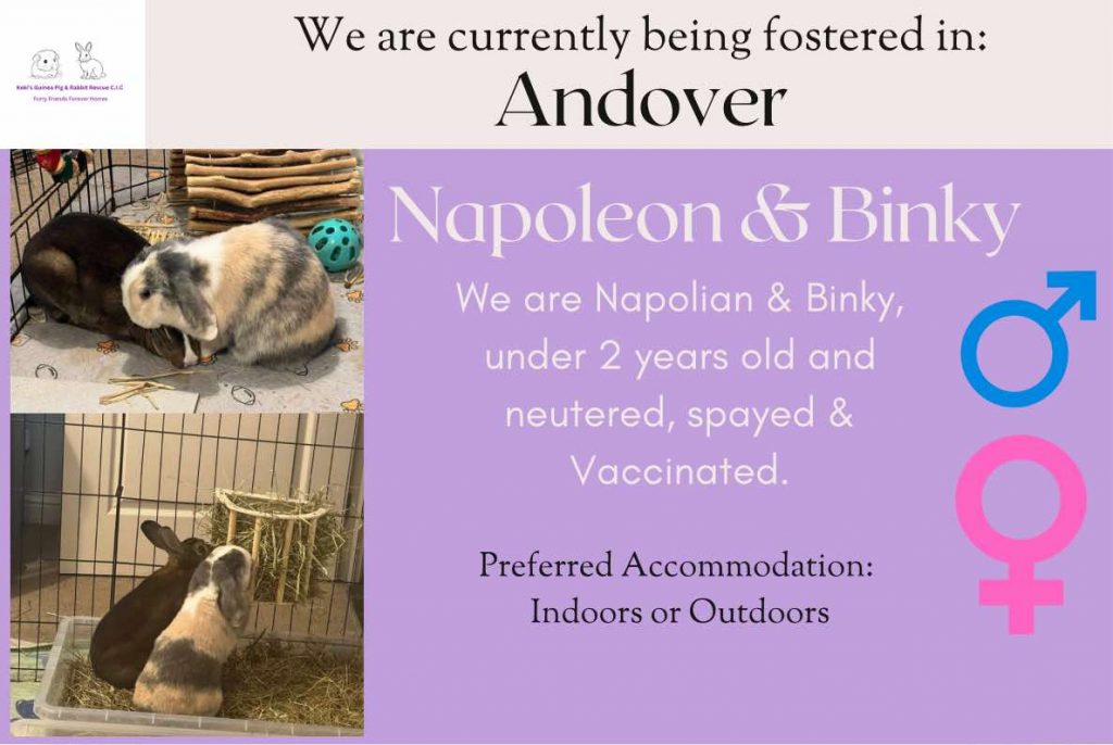 Napoleon and Binky, under 2yo bunnies are looking for their forever home