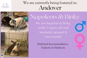 Napoleon and Binky, under 2yo bunnies are looking for their forever home