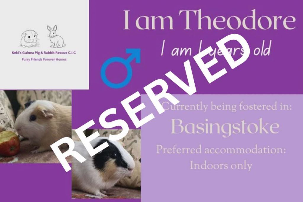 Theodore, 1yo has been reserved