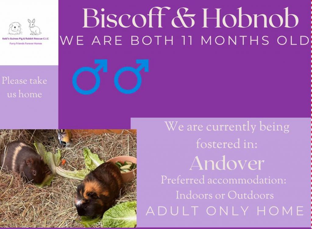 Biscoff and Hobnob, 11mo are looking for their forever, adult home