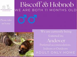 Biscoff and Hobnob, 11mo are looking for their forever, adult home