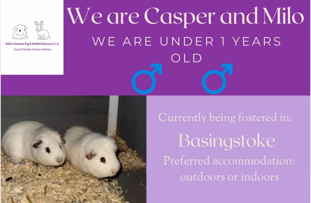 Casper and Milo, under 1yo piggies are looking for their forever home