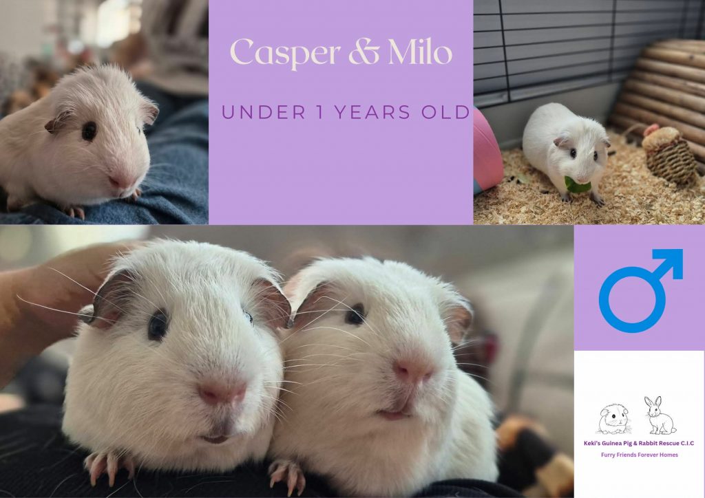 Casper and Milo, under 1yo piggies are looking for their forever home