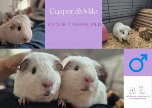 Casper and Milo, under 1yo piggies are looking for their forever home