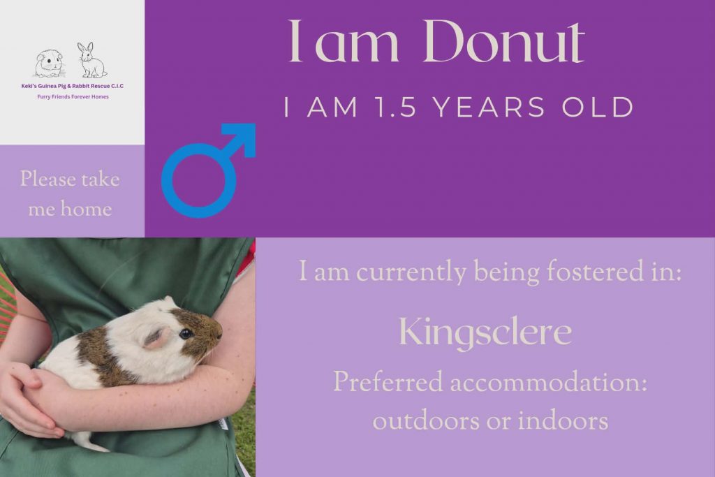 Donut, 1.5yo piggie is looking for his forever home