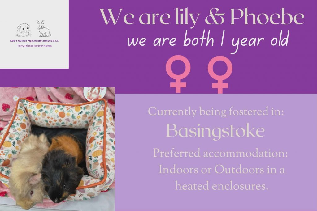 Lily and Phoebe, 1yo piggies looking for their forever home