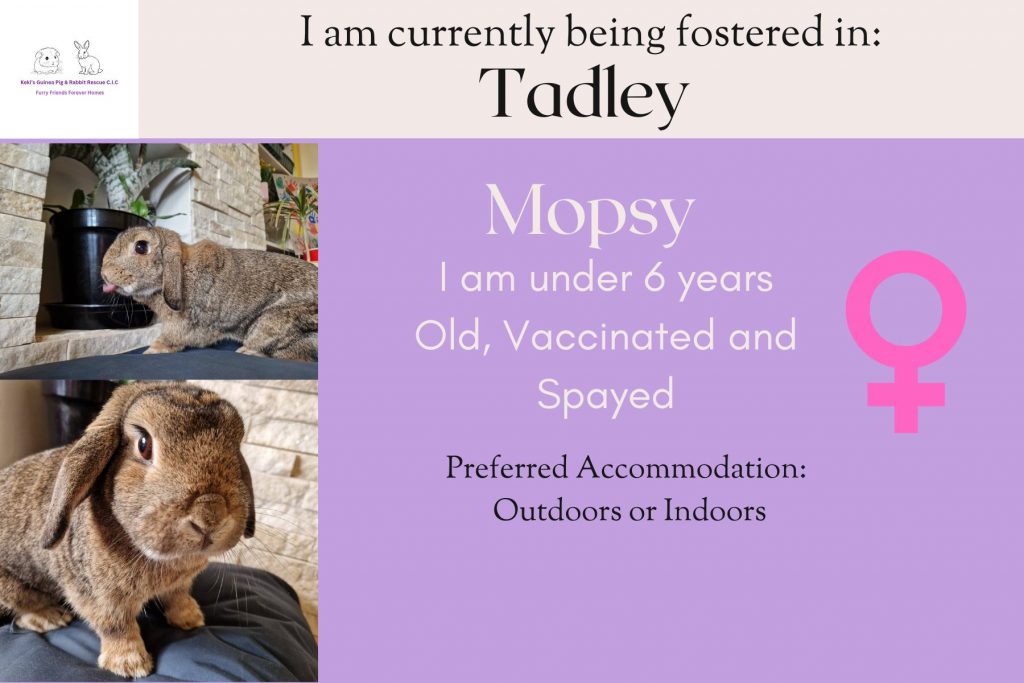 Mopsy, under 6yo bunny is looking for her forever home