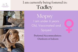Mopsy, under 6yo bunny is looking for her forever home