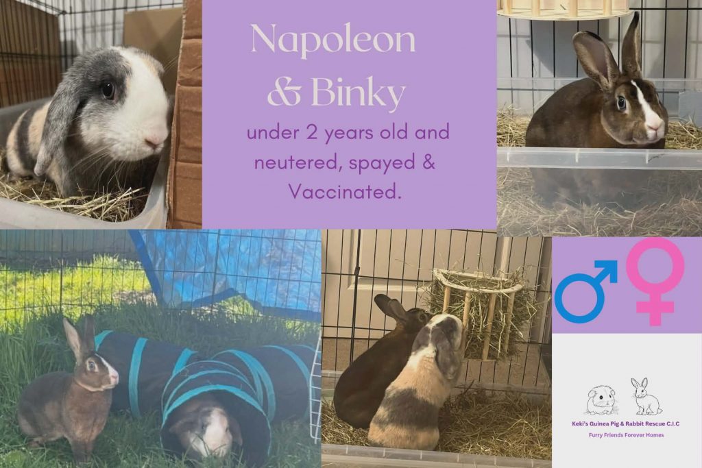 Naploleon and Binky, under 2yo bunnies are looking for their forever home