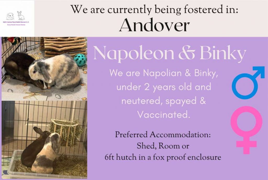 Napoleon and Binky, under 2yo rabbits are looking for their forever home