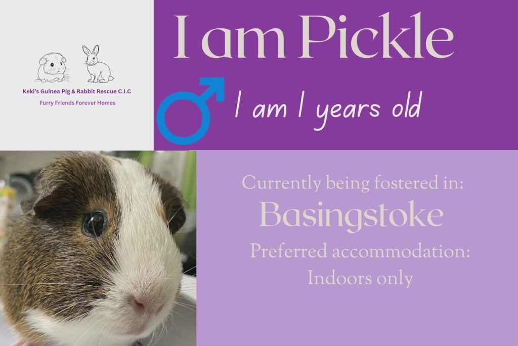 Pickle, 1yo piggie is looking for him forever home